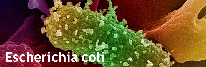 Escherichia coli Escherichia coli